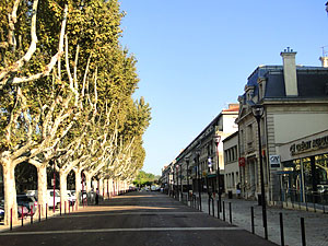 Allée de platanes à tarascon